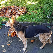 Tickie participe au concours pour gagner de l'argent avec cette photo : dog, german_shepherd, pet, standing, profile, grass, leaves, pile_of_leaves, sidewalk, garden, fence, sunlight, shadow, collar, paws, fur, brown_fur, black_fur, plants, outdoor
