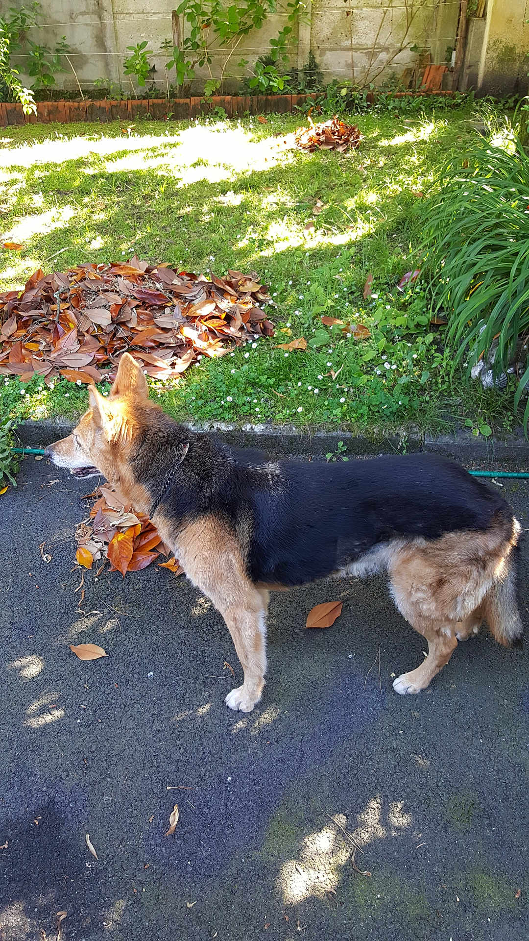 Tickie participe au concours pour gagner de l'argent avec cette photo : dog, german_shepherd, pet, standing, profile, grass, leaves, pile_of_leaves, sidewalk, garden, fence, sunlight, shadow, collar, paws, fur, brown_fur, black_fur, plants, outdoor