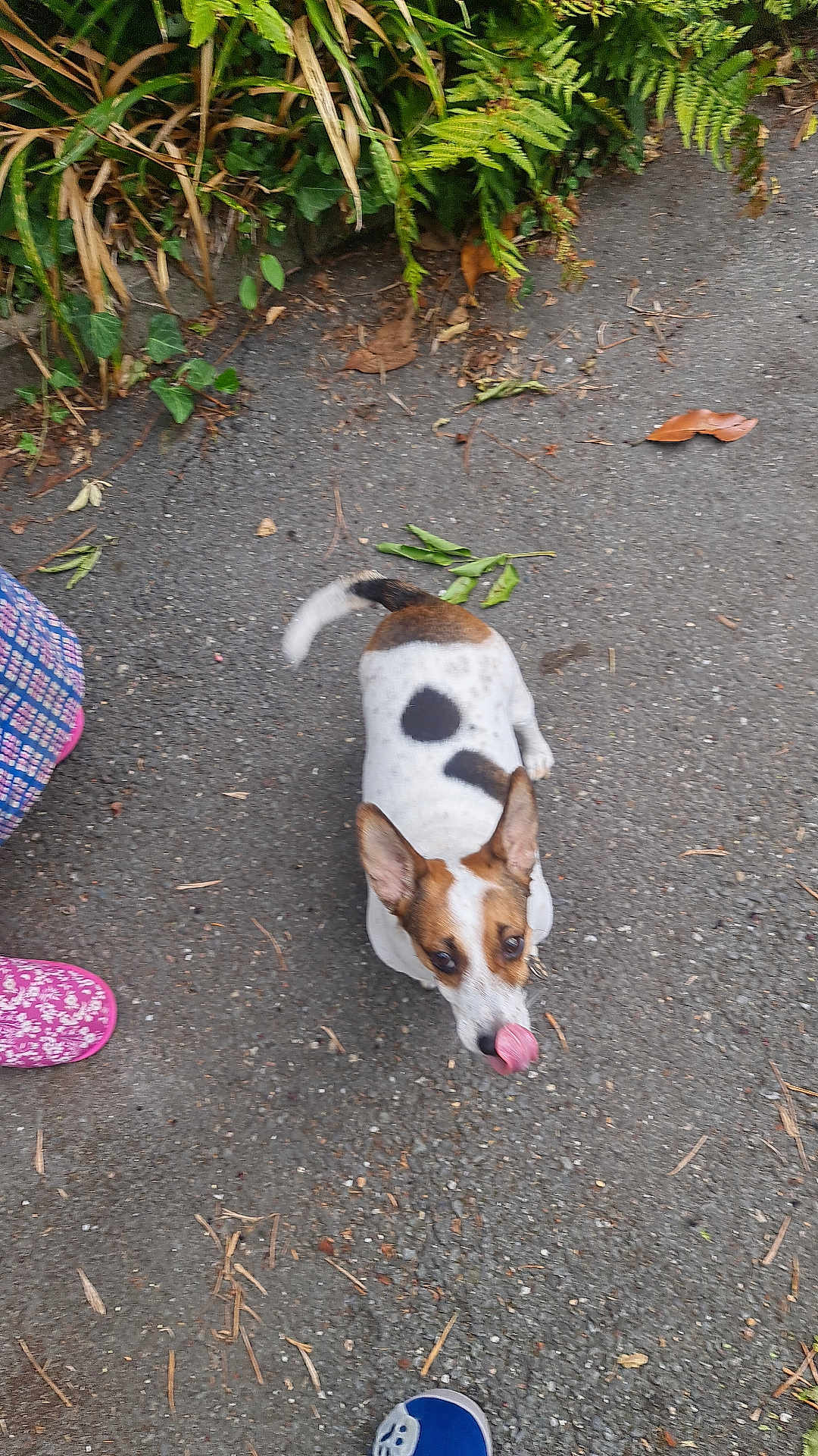 Caline participe au concours pour gagner de l'argent avec cette photo : dog, jack_russell, small_dog, tongue_out, looking_up, spotted_coat, ears, eyes, tail, pavement, sidewalk, greenery, plants, leaves, shoe, pink_slipper, sneaker, person_presence, outdoor, walking_path