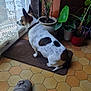 black_spot, brown_spot, collar, dog, doormat, green_leaves, hex_tile_floor, home_interior, indoor, lace_curtain, looking_out, potted_plant, red_pot, shadow, slipper, small_dog, sunlight, white_fur, window, wooden_cabinet