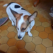 Caline participe au concours pour gagner de l'argent avec cette photo : black_spots, blurry, brown_markings, brown_tiles, collar, dog, ears, furniture, hexagon_tiles, indoor, jack_russell_terrier, paw, pet, slipper, small_dog, sofa, tiled_floor, watermark_text, white_coat, wooden_table