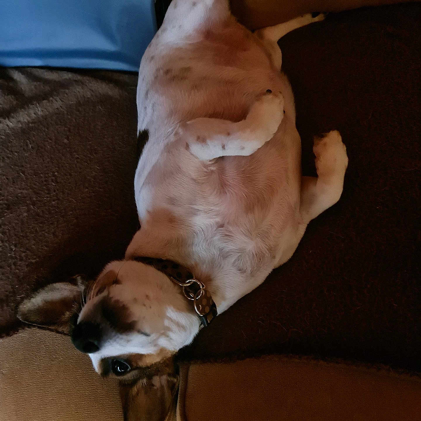 Jack Russel participe au concours pour gagner de l'argent avec cette photo : accessories, animal, beagle, boxer, bulldog, canine, chair, couch, cushion, dog, furniture, homedecor, hound, indoors, interiordesign, person, pet, pointer, puppy, sleeping