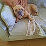 dog, french_bulldog, couch, blanket, pillow, indoor, pet, canine, resting, fur, ears, face, wooden_floor, comfortable, domestic, animal, relaxing, looking_at_camera, living_room, home
