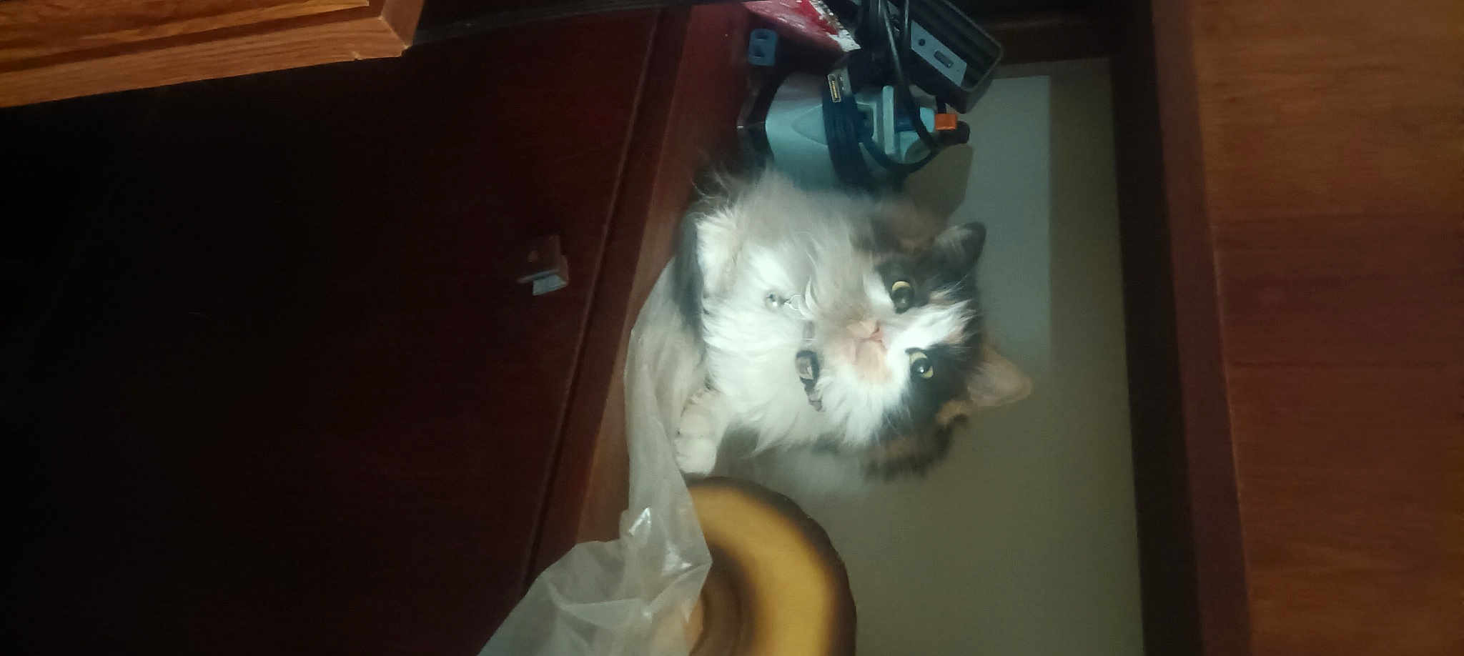 Woddles