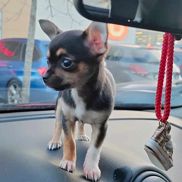 Athena participe au concours pour gagner de l'argent avec cette photo : alloywheel, animal, architecture, building, canine, car, carwheel, dog, face, head, machine, outdoors, pet, puppy, shelter, spoke, tire, transportation, vehicle, wheel