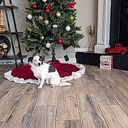 Spot joined the competition — help win amazing prizes! dog, christmas_tree, holiday_decorations, wooden_floor, fireplace, red_toy_truck, pine_cones, ornaments, tree_skirt, shelf, decorative_tree, candle_holder, indoor, pet, christmas, festive, living_room, small_dog, holiday, cozy