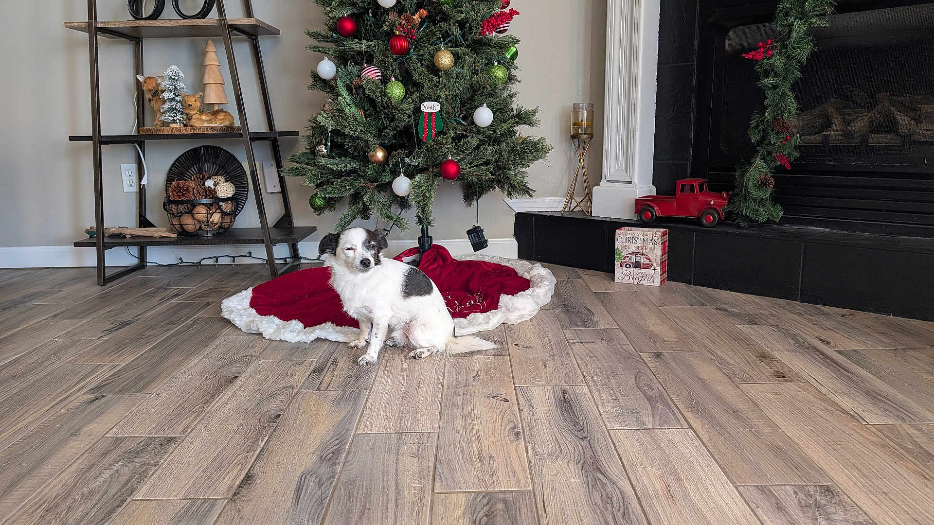Spot joined the competition — help win amazing prizes! dog, christmas_tree, holiday_decorations, wooden_floor, fireplace, red_toy_truck, pine_cones, ornaments, tree_skirt, shelf, decorative_tree, candle_holder, indoor, pet, christmas, festive, living_room, small_dog, holiday, cozy