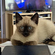 Eightteen a rejoint le concours — aidez-le/la à gagner de superbes lots ! cat, siamese_cat, kitten, blue_eyes, pet, indoor, table, television, furniture, living_room, blurred_background, curious, cute, animal, mammal, whiskers, ears, fur, resting, close_up