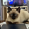 cat, siamese_cat, kitten, blue_eyes, pet, indoor, table, television, furniture, living_room, blurred_background, curious, cute, animal, mammal, whiskers, ears, fur, resting, close_up