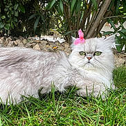 Lilas a rejoint le concours — aidez-le/la à gagner de superbes lots ! cat, grass, flower, greenery, outdoor, pet, animal, feline, nature, relaxing, fur, leaf, rock, plant, portrait, cute, eye, whisker, pink, fluffy