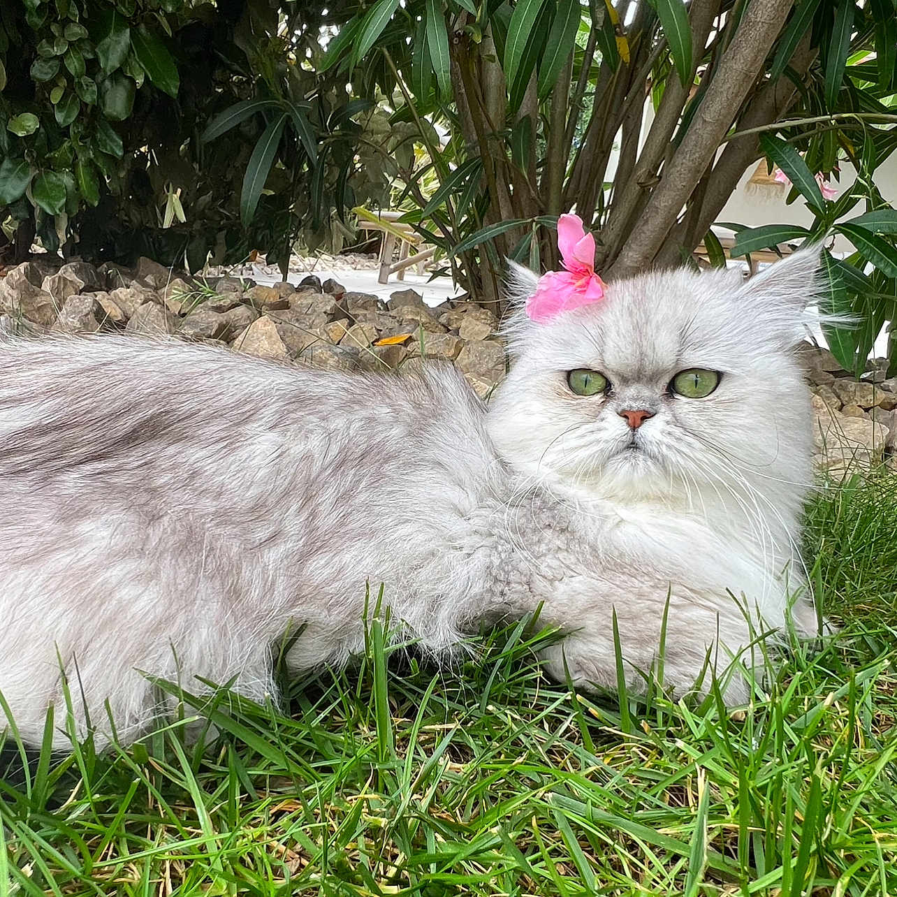 Lilas a rejoint le concours — aidez-le/la à gagner de superbes lots ! animal, cat, cute, eye, feline, flower, fluffy, fur, grass, greenery, leaf, nature, outdoor, pet, pink, plant, portrait, relaxing, rock, whisker
