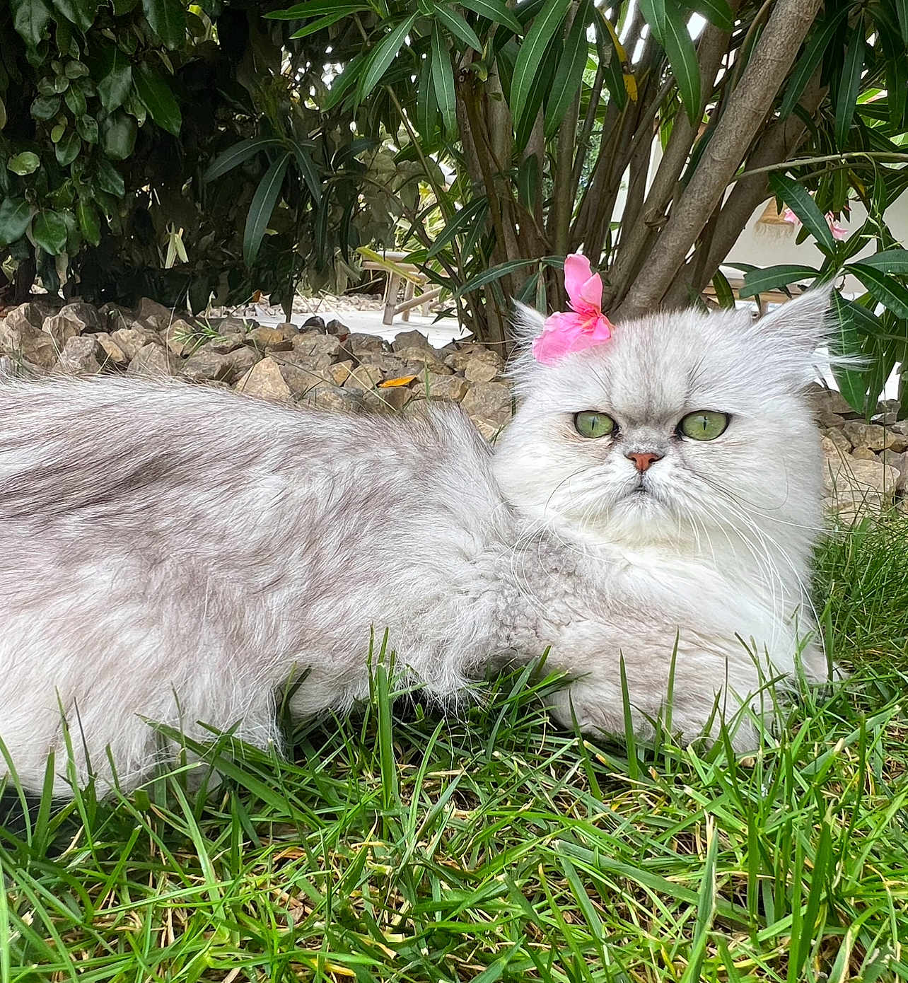 Lilas a rejoint le concours — aidez-le/la à gagner de superbes lots ! cat, grass, flower, greenery, outdoor, pet, animal, feline, nature, relaxing, fur, leaf, rock, plant, portrait, cute, eye, whisker, pink, fluffy