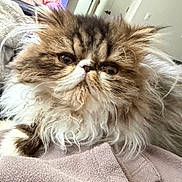 King Wilford joined the competition — help win amazing prizes! animal, brown, cat, close_up, cozy, cute, domestic, face, feline, fluffy, fur, indoor, long_hair, mammal, pet, relaxed, soft, tabby, whiskers, white