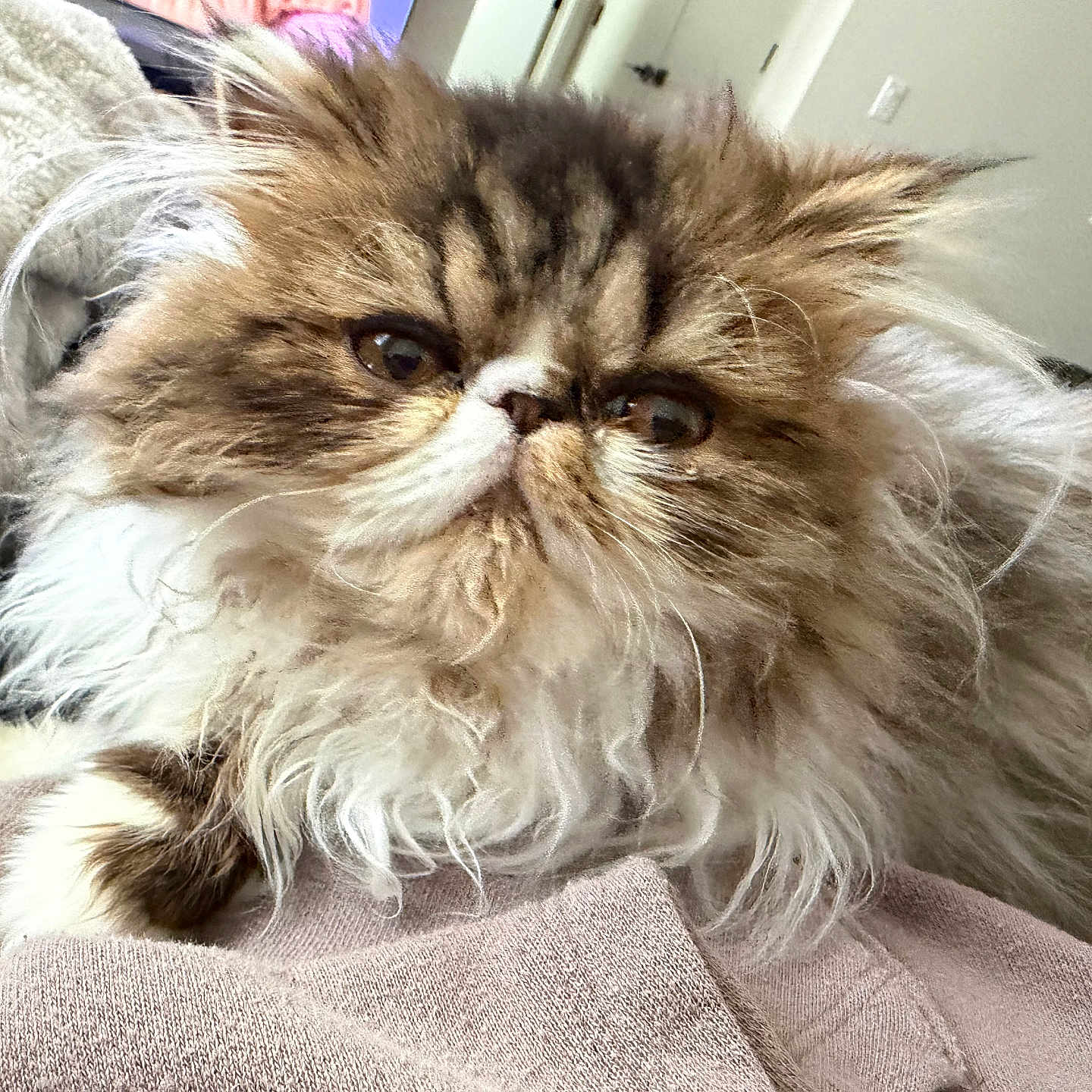 King Wilford joined the competition — help win amazing prizes! animal, brown, cat, close_up, cozy, cute, domestic, face, feline, fluffy, fur, indoor, long_hair, mammal, pet, relaxed, soft, tabby, whiskers, white
