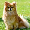 Nala a rejoint le concours — aidez-le/la à gagner de superbes lots ! dog, small_dog, fluffy, long_hair, brown_fur, cream_fur, sitting, outdoor, grass, lawn, park, pet, animal, portrait, looking_at_camera, pointed_ears, bushy_tail, sunlight, green_background, cute