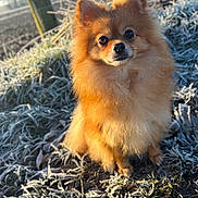 Nala a rejoint le concours — aidez-le/la à gagner de superbes lots ! dog, pomeranian, fluffy, small_dog, golden_fur, sitting, outdoors, frost, frozen_grass, winter, sunlight, portrait, pet, canine, cute, ears, black_nose, brown_eyes, field, rural_landscape