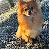 black_nose, brown_eyes, canine, cute, dog, ears, field, fluffy, frost, frozen_grass, golden_fur, outdoors, pet, pomeranian, portrait, rural_landscape, sitting, small_dog, sunlight, winter