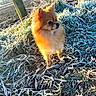 Nala participe au concours pour gagner de l'argent avec cette photo : dog, pomeranian, puppy, small_dog, fluffy, orange_fur, standing, outdoor, frost, frozen_plants, winter, sunlight, golden_light, field, tree, rural, nature, animal_portrait, cute, alert