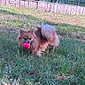 animal, ball, brown_fur, dog, fetch, fluffy, forest, grass, long_hair, outdoor, park, pet, pink_ball, playing, pomeranian, small_dog, sports_court, standing, trees, wooden_fence