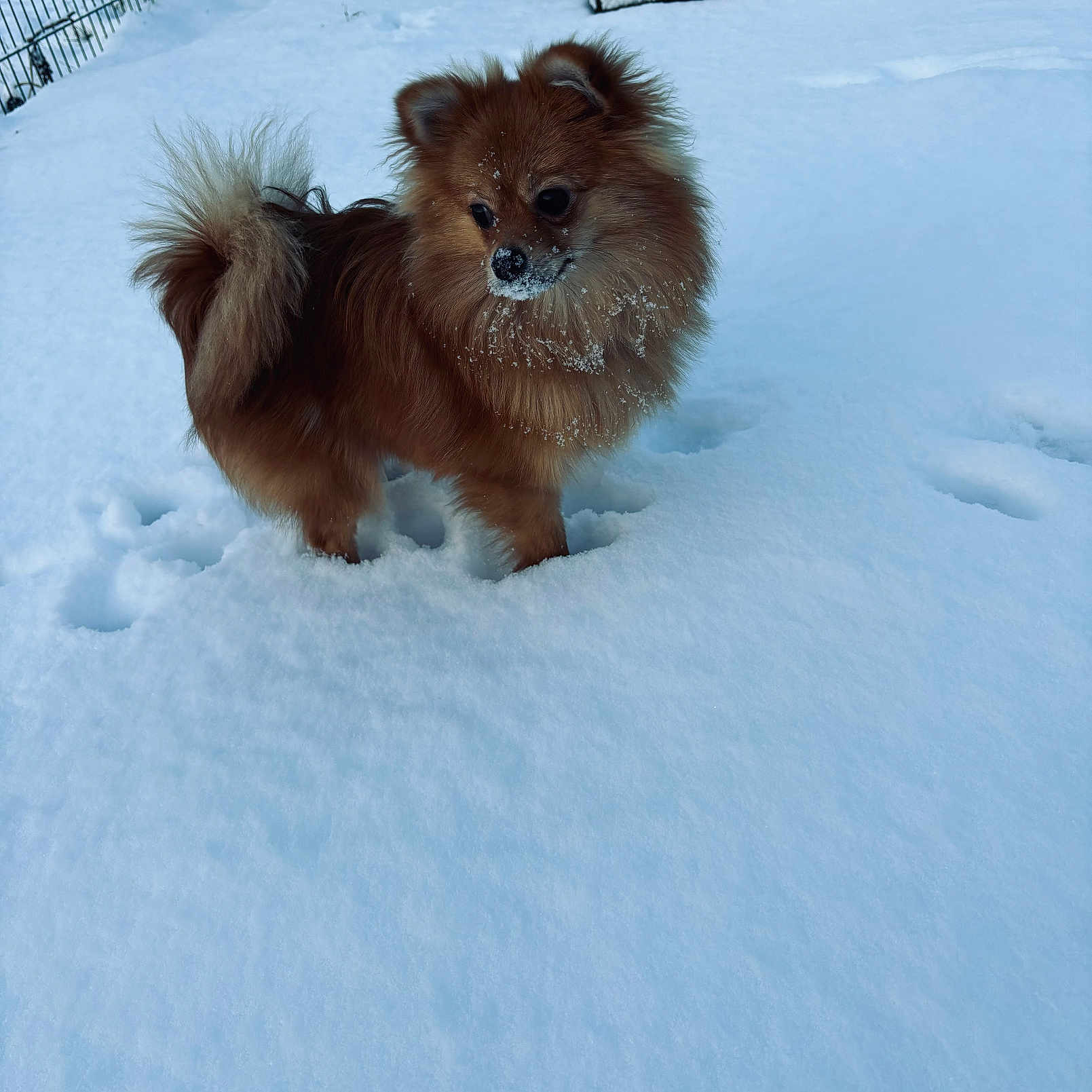 Nala