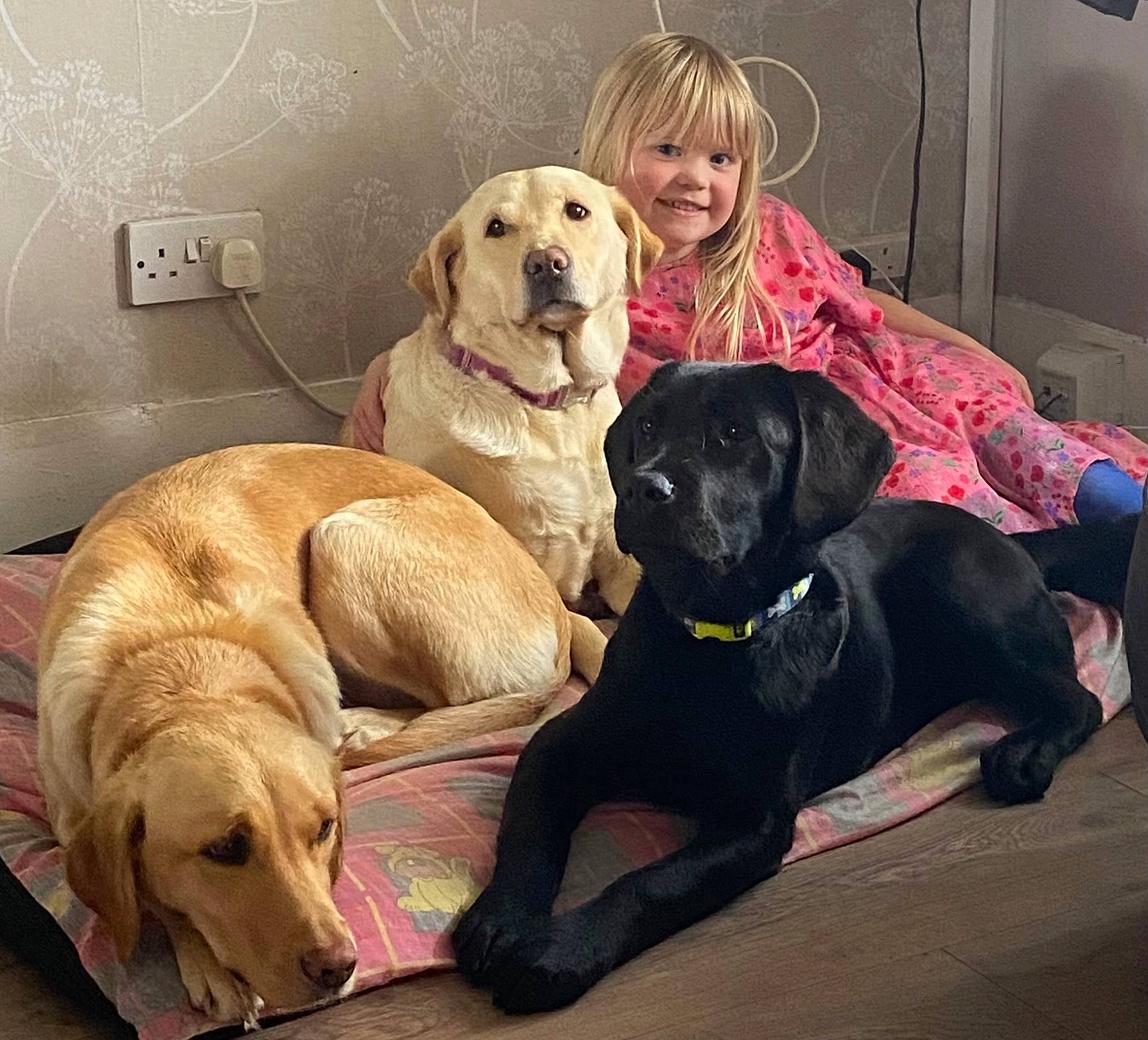 Hero is registered to the contest to win money with this photo: canidae, carnivore, chair, collar, comfort, companion_dog, couch, dog, dog_breed, dog_collar, dog_supply, fawn, fur, gun_dog, mammal, retriever, smile, snout, sporting_group, working_animal