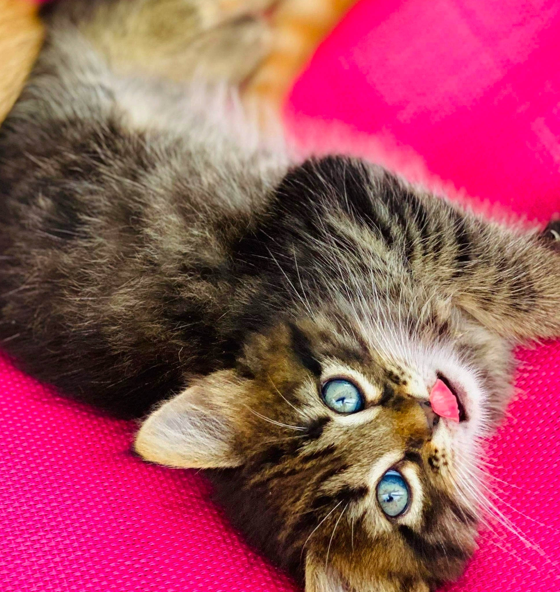 Isis participe au concours pour gagner de l'argent avec cette photo : american_curl, american_shorthair, asian, carnivore, cat, claw, european_shorthair, felidae, fur, kitten, mammal, norwegian_forest_cat, paw, pixie_bob, polydactyl_cat, siberian, small_to_medium_sized_cats, tabby_cat, vertebrate, whiskers