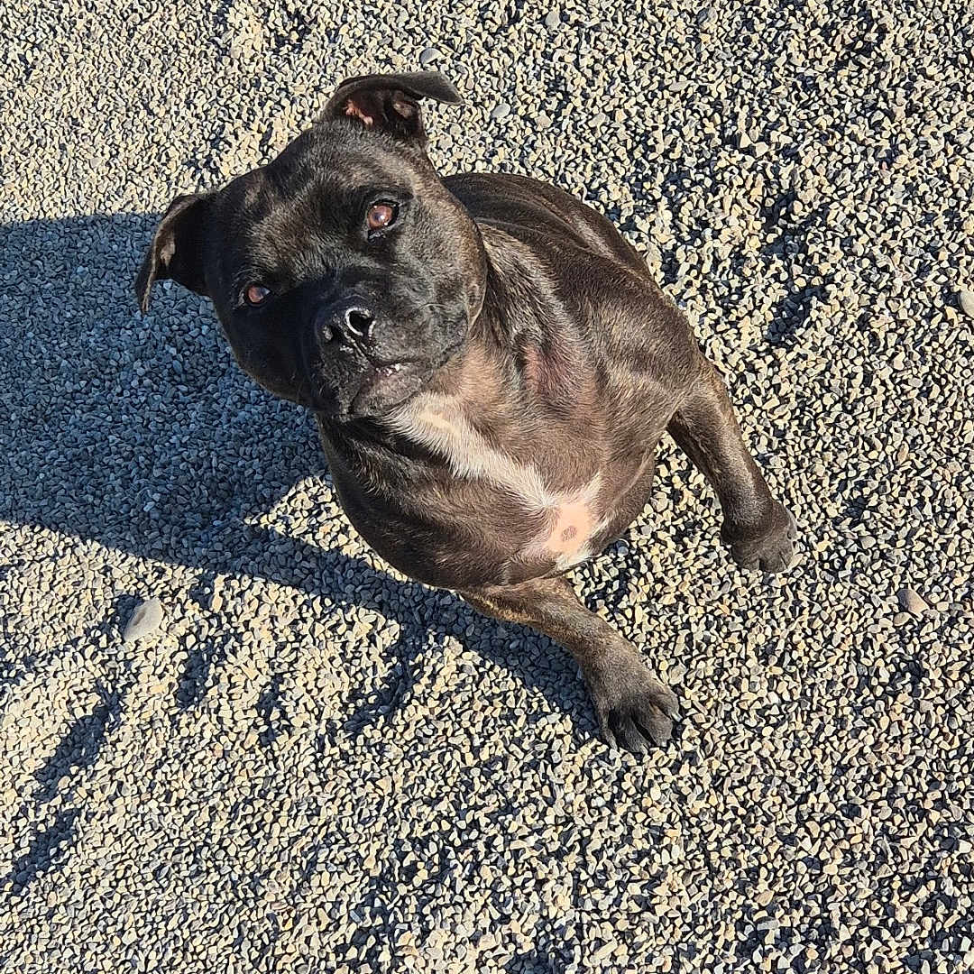 Titi