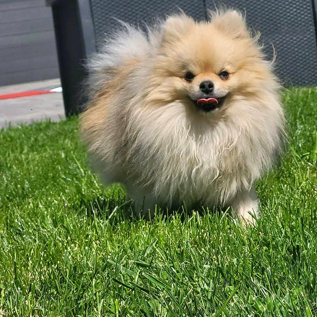 Guizmo a rejoint le concours — aidez-le/la à gagner de superbes lots ! animal, backyard, canine, dog, eskimodog, grass, green, jar, lawn, nature, outdoors, pet, plant, planter, pottedplant, pottery, puppy, vase, vegetation, yard