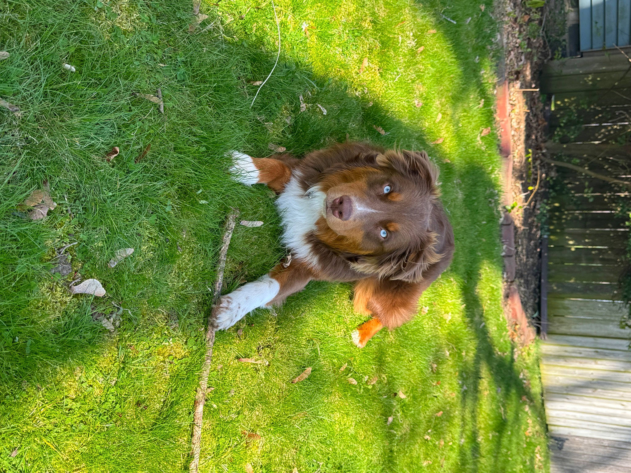 Duke is registered to the contest to win money with this photo: canidae, carnivore, companion_dog, dog, dog_breed, fawn, garden_hose, grass, groundcover, lawn, leash, liver, plant, snout, sporting_group, tail, terrestrial_animal, terrier, toy_dog, whiskers