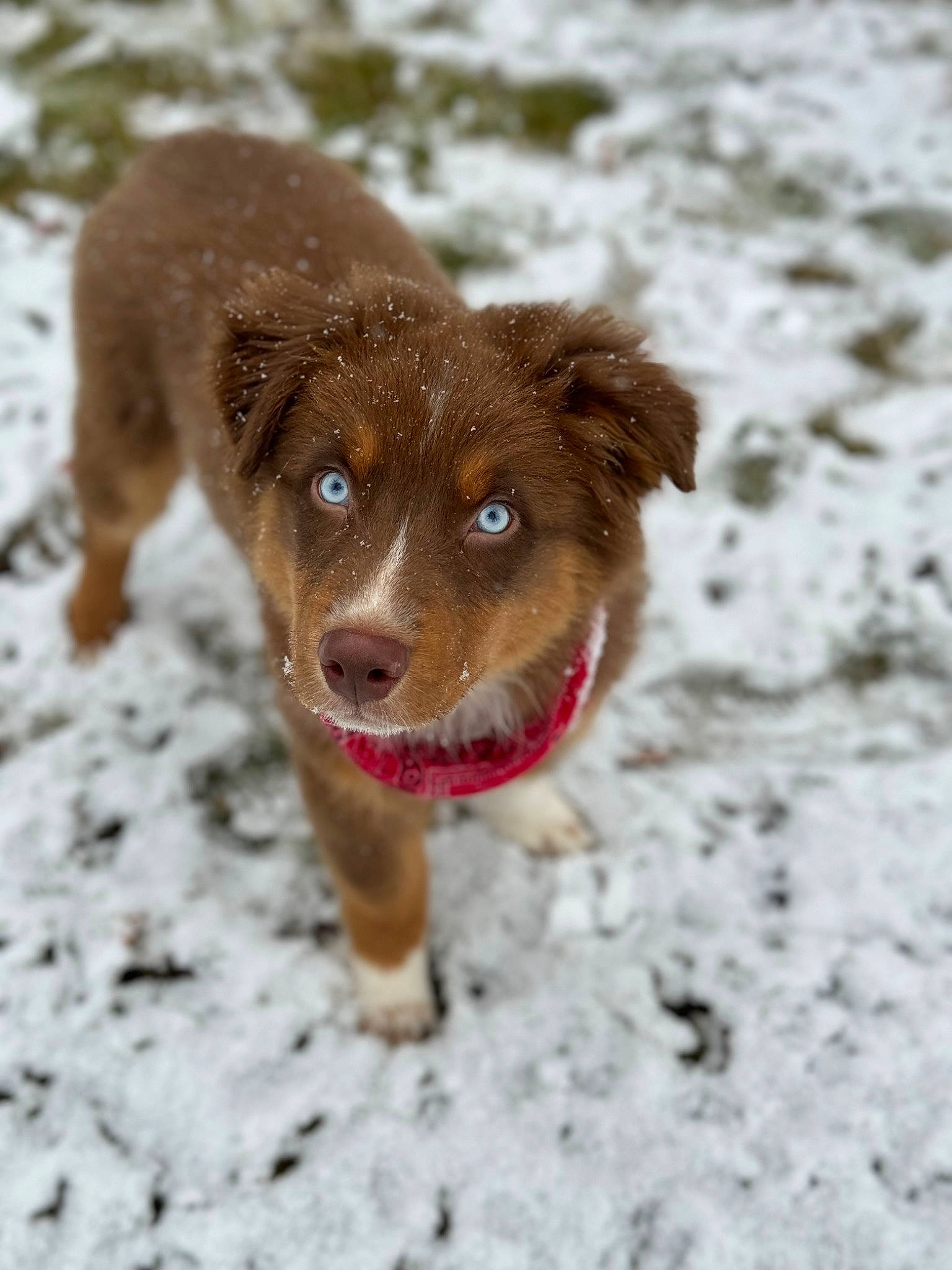 Duke joined the competition — help win amazing prizes! canidae, carnivore, companion_dog, dog, dog_breed, freezing, fur, hunting_dog, liver, paw, retriever, snout, snow, sporting_group, terrestrial_animal, winter, working_animal, working_dog