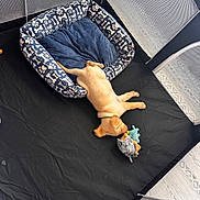 Waylon is registered to the contest to win money with this photo: dog, puppy, pet_bed, stuffed_toy, playpen, black_floor, sleeping, chewing, tan_fur, collar, plush_bed, mesh_side, chew_bone, indoor, resting, cozy, adorable, toy_hedgehog, floor_mat, pet_toy