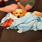 Waylon joined the competition — help win amazing prizes! arm, beard, blanket, blue_blanket, couch, cozy, dog, eyes, fur, home, legs, living_room, man, person, phone, puppy, resting, sofa, tshirt, watch