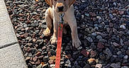 Waylon is registered to the contest to win money with this photo: animal, collar, cute, dog, domestic_animal, ears, landscaping, leash, nose, outdoor, paws, portrait, puppy, rocks, shadow, sidewalk, sitting, stone, sunlight, yard