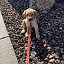 Waylon is registered to the contest to win money with this photo: puppy, dog, leash, rocks, sidewalk, outdoor, portrait, sitting, paws, collar, sunlight, shadow, stone, landscaping, yard, cute, animal, domestic_animal, ears, nose