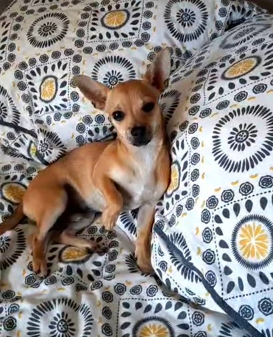 Tao participe au concours pour gagner de l'argent avec cette photo : canidae, carnivore, chihuahua, companion_dog, dishware, dog, dog_breed, dog_supply, fawn, fur, pattern, serveware, snout, sporting_group, tableware, tail, terrestrial_animal, toy_dog, whiskers, working_animal