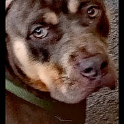 Spice joined the competition — help win amazing prizes! dog, pet, close_up, brown, collar, carpet, animal, face, fur, ears, nose, eyes, lying_down, indoor, muzzle, canine, portrait, domestic_animal, looking, resting