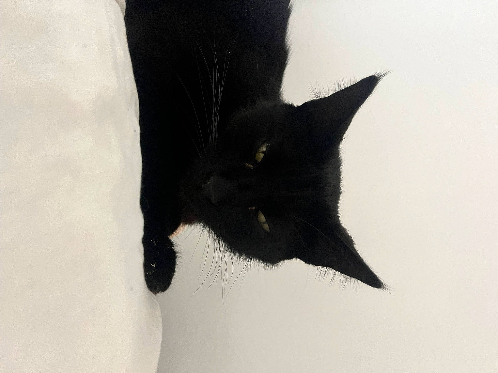 Brownie a rejoint le concours — aidez-le/la à gagner de superbes lots ! carnivore, cat, domestic_short_haired_cat, felidae, fur, monochrome_photography, small_to_medium_sized_cats, snout, tail, terrestrial_animal, whiskers