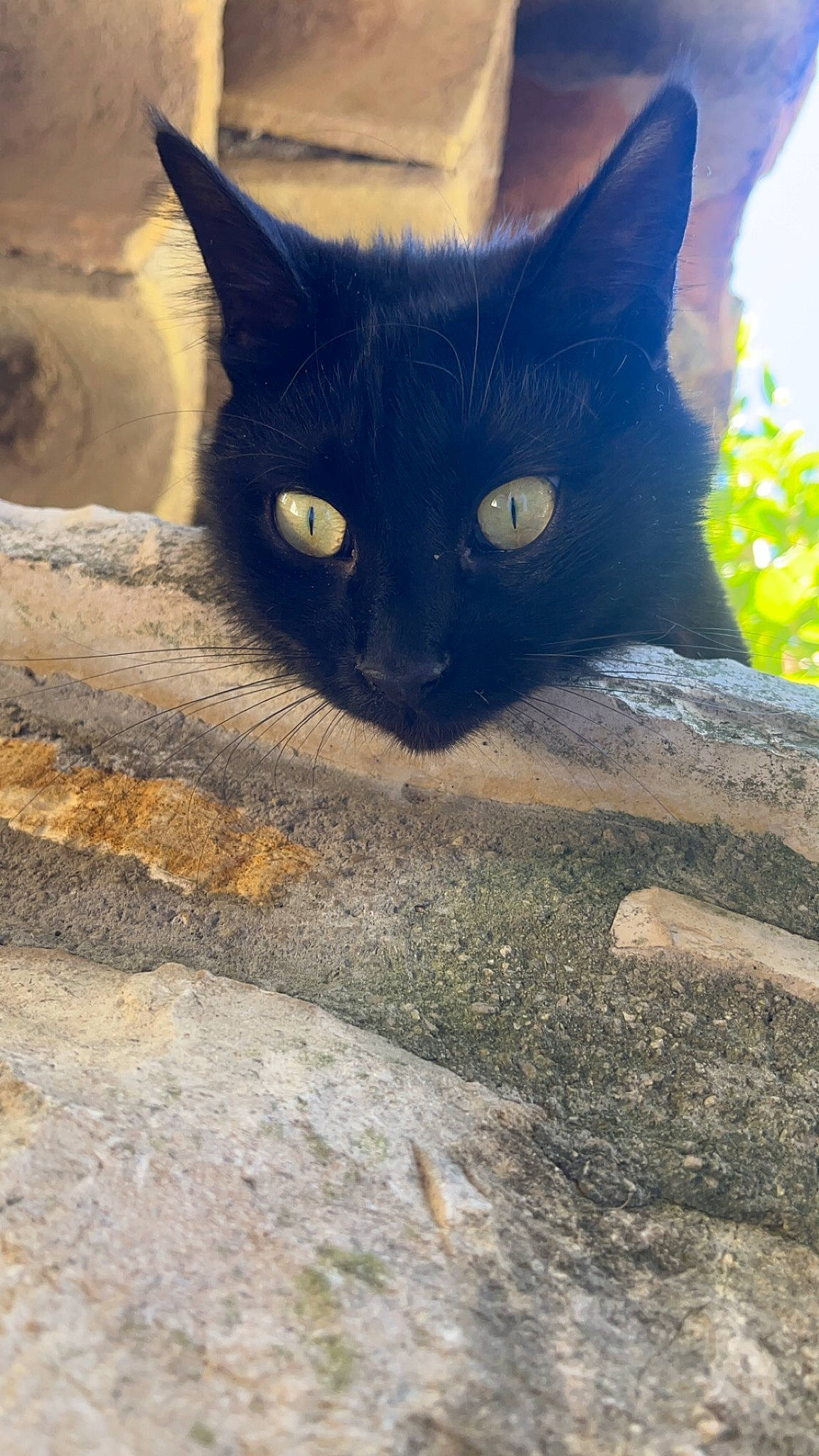 Brownie a rejoint le concours — aidez-le/la à gagner de superbes lots ! black_cat, carnivore, cat, domestic_short_haired_cat, electric_blue, eye, felidae, fur, grass, grey, iris, plant, road_surface, small_to_medium_sized_cats, snout, tail, terrestrial_animal, tints_and_shades, tree, whiskers