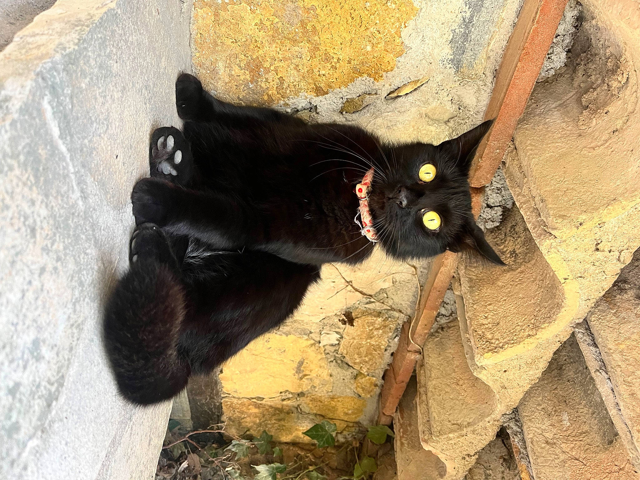 Brownie a rejoint le concours — aidez-le/la à gagner de superbes lots ! art, black_cat, bombay, carnivore, cat, claw, domestic_short_haired_cat, felidae, fur, grass, paw, plant, road_surface, shadow, small_to_medium_sized_cats, tail, terrestrial_animal, tree, whiskers