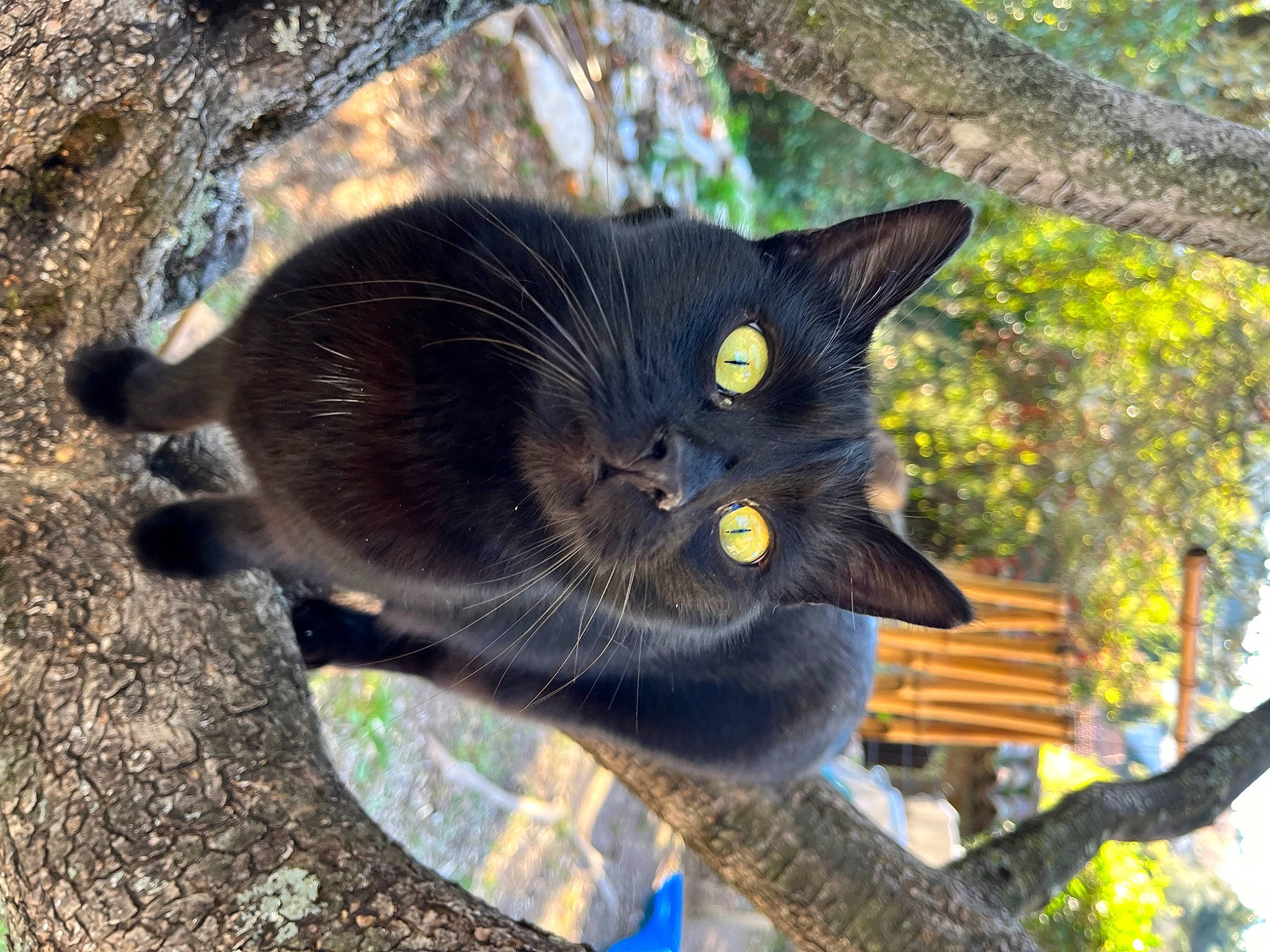 Brownie participe au concours pour gagner de l'argent avec cette photo : black_cat, bombay, carnivore, cat, domestic_short_haired_cat, felidae, fur, grass, plant, small_to_medium_sized_cats, snout, tail, terrestrial_animal, tree, twig, whiskers