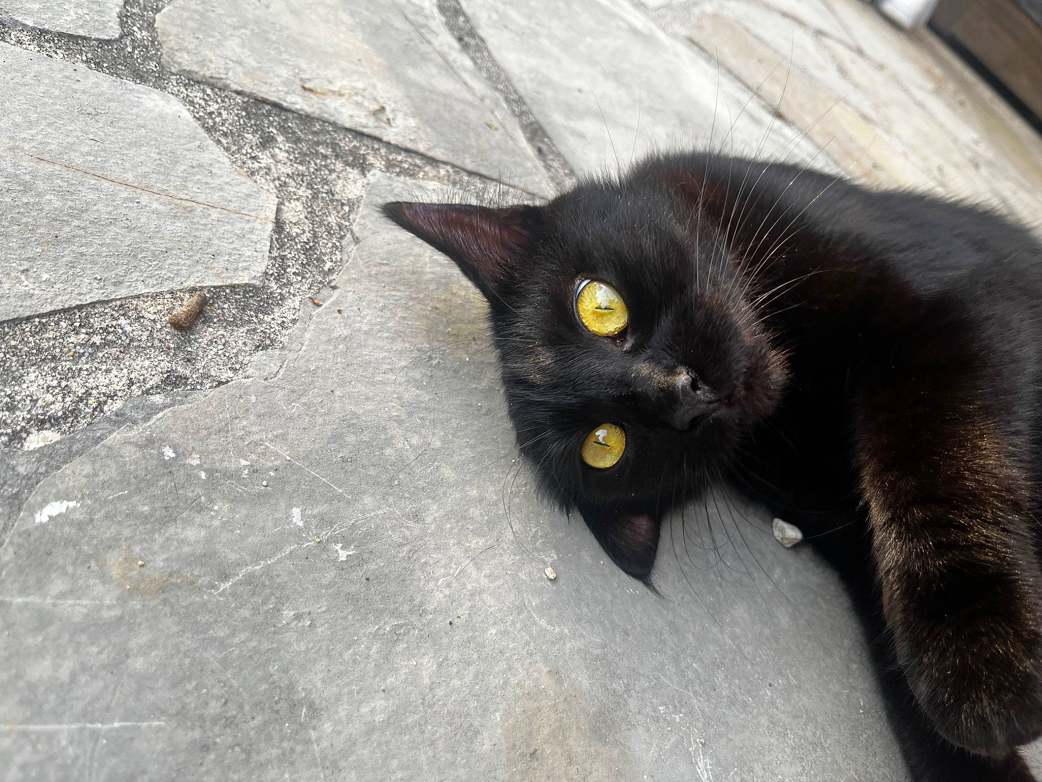 Brownie participe au concours pour gagner de l'argent avec cette photo : asphalt, black_cat, bombay, carnivore, cat, concrete, domestic_short_haired_cat, felidae, fur, grass, grey, plant, road_surface, sidewalk, small_to_medium_sized_cats, snout, tail, tar, terrestrial_animal, whiskers