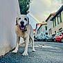 dog, labrador, sidewalk, street, rainbow, car, building, urban, sky, cloud, tree, smiling, outdoor, pet, animal, canine, daytime, happy, nature, walk