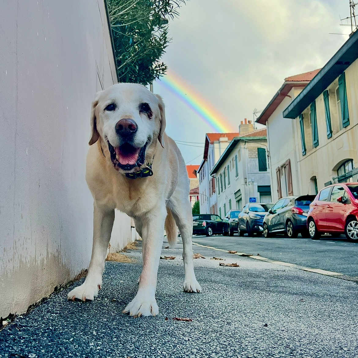 Filibert participe au concours pour gagner de l'argent avec cette photo : animal, building, canine, car, cloud, daytime, dog, happy, labrador, nature, outdoor, pet, rainbow, sidewalk, sky, smiling, street, tree, urban, walk