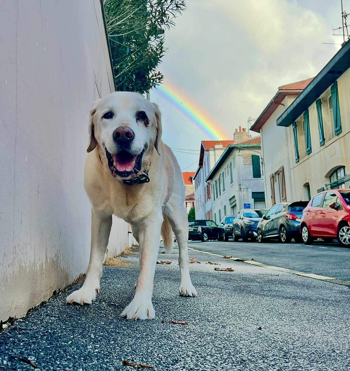 Filibert participe au concours pour gagner de l'argent avec cette photo : dog, labrador, sidewalk, street, rainbow, car, building, urban, sky, cloud, tree, smiling, outdoor, pet, animal, canine, daytime, happy, nature, walk