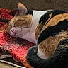 cat, calico_cat, sleeping,  nap, curled_up, furry, whiskers, closed_eyes, pink_nose, ear, tail, black_and_orange, white_fur, blanket, red_blanket, couch, indoor, cozy, pet, relaxed