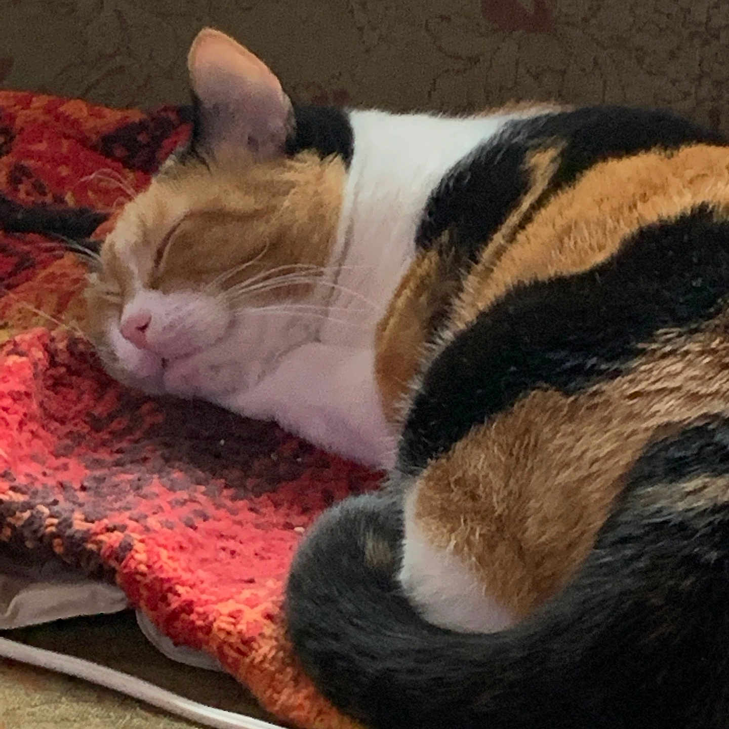 Cali is registered to the contest to win money with this photo: cat, calico_cat, sleeping,  nap, curled_up, furry, whiskers, closed_eyes, pink_nose, ear, tail, black_and_orange, white_fur, blanket, red_blanket, couch, indoor, cozy, pet, relaxed