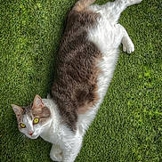 Olympe participe au concours pour gagner de l'argent avec cette photo : cat, animal, pet, grass, outdoor, feline, yellow_eyes, white_fur, brown_fur, lying_down, relaxed, nature, cute, domestic_cat, portrait, whiskers, tail, ears, daylight, greenery