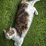 cat, animal, pet, grass, outdoor, feline, yellow_eyes, white_fur, brown_fur, lying_down, relaxed, nature, cute, domestic_cat, portrait, whiskers, tail, ears, daylight, greenery