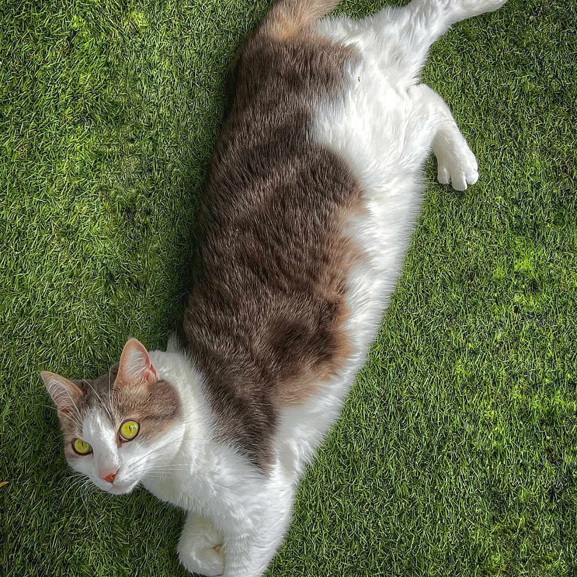 Olympe participe au concours pour gagner de l'argent avec cette photo : cat, animal, pet, grass, outdoor, feline, yellow_eyes, white_fur, brown_fur, lying_down, relaxed, nature, cute, domestic_cat, portrait, whiskers, tail, ears, daylight, greenery