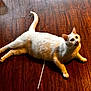 Coda is registered to the contest to win money with this photo: animal, cat, cute, domestic_cat, floor, fur, home, indoor, looking_up, lying_down, mammal, open_mouth, pet, playful, relaxed, tail, whiskers, white_cat, wide_eyes, wooden_floor